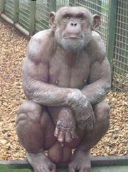 180px-Bodybuilderchimp.jpg